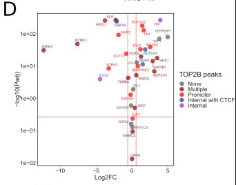 the relationship between the presence of TOP2B binding peaks and gene expression.jpg
